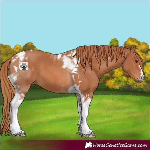 Horse Color:Chestnut Tobiano 