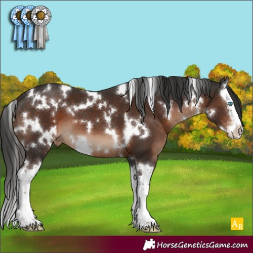 Horse Color:White Spotted Liver Chestnut Sabino Splash Appaloosa
