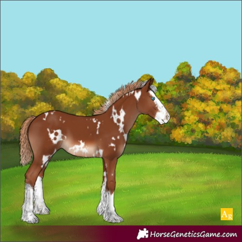 Horse Color:White Spotted Chestnut Sabino Splash