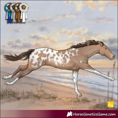 Horse Color:Sable Champagne Tobiano Appaloosa 
