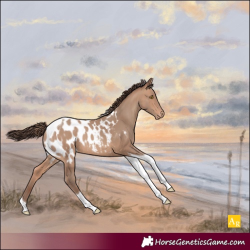 Horse Color:Sable Champagne Tobiano Appaloosa