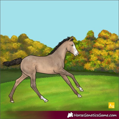 Horse Color:Amber Champagne Sabino 