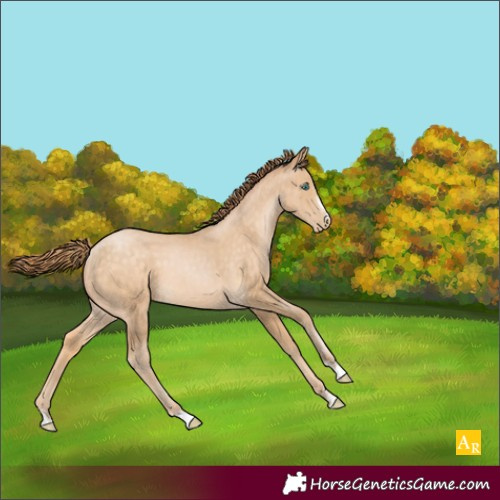Horse Color:Buckskin Pearl 