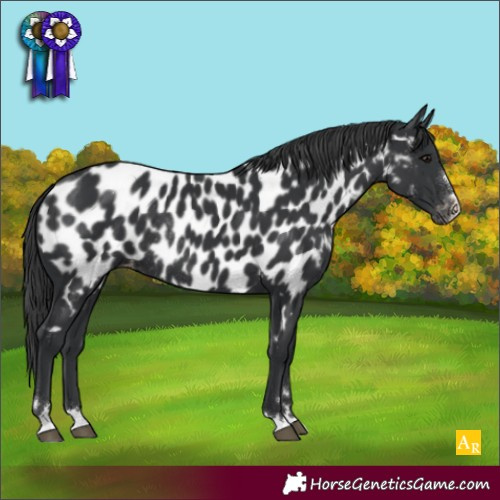 Horse Color:Black Appaloosa Rabicano