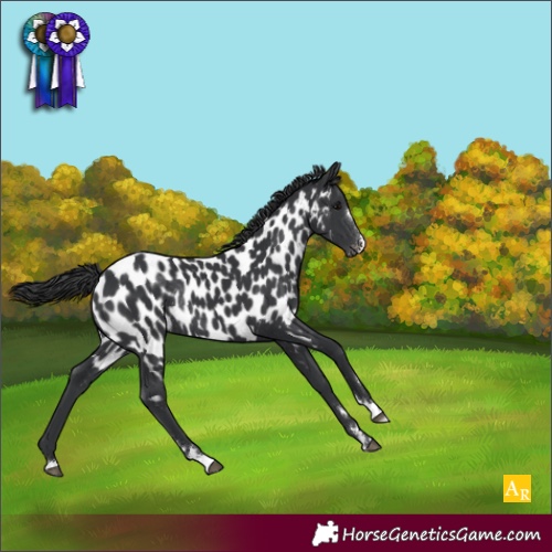 Horse Color:Black Appaloosa Rabicano