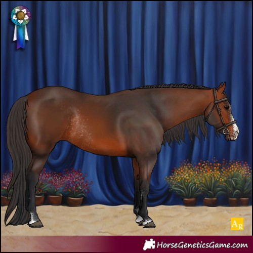 Horse Color:Bay Rabicano