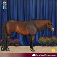 Horse Color:Bay Rabicano