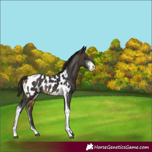 Horse Color:Buckskin Sabino Tobiano Appaloosa Rabicano 