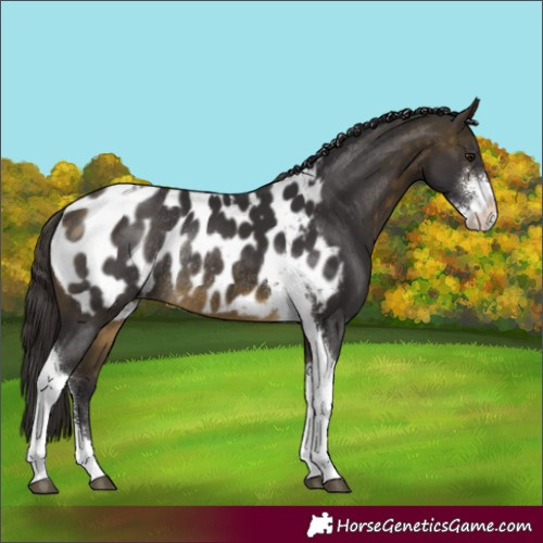 Horse Color:Buckskin Sabino Tobiano Blanket Rabicano 