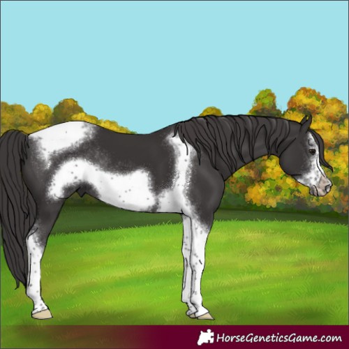Horse Color:Smoky Black Tobiano Frame Rabicano