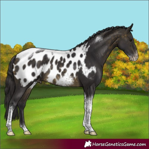 Horse Color:Buckskin Tobiano Frame Blanket Rabicano