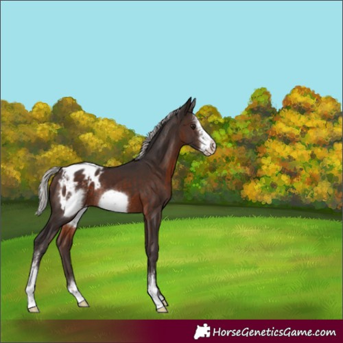 Horse Color:Silver Brown Sabino Frame Appaloosa Rabicano 