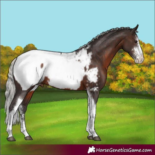 Horse Color:Silver Brown Sabino Tobiano Snowcap Rabicano