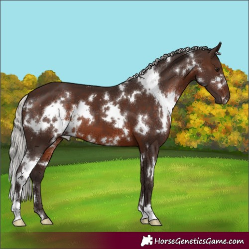 Horse Color:White Spotted Silver Brown