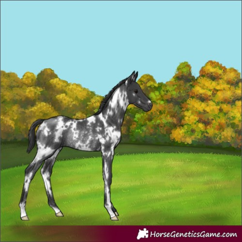 Horse Color:White Spotted Black Rabicano 
