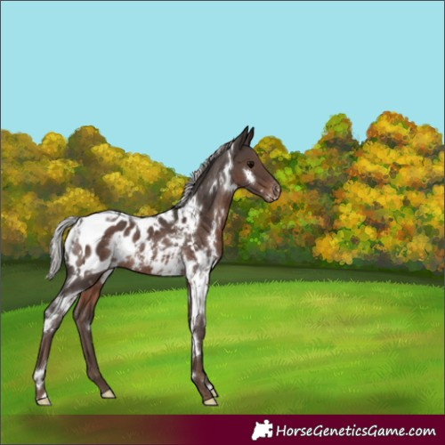 Horse Color:White Spotted Silver Black Appaloosa Rabicano 