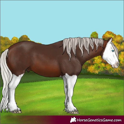 Horse Color:Silver Brown Splash
