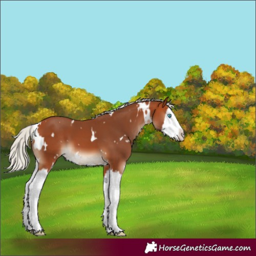 Horse Color:White Spotted Silver Bay Splash 