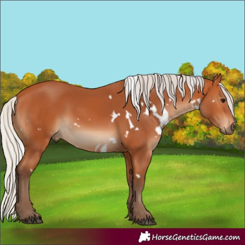 Horse Color:White Spotted Silver Bay