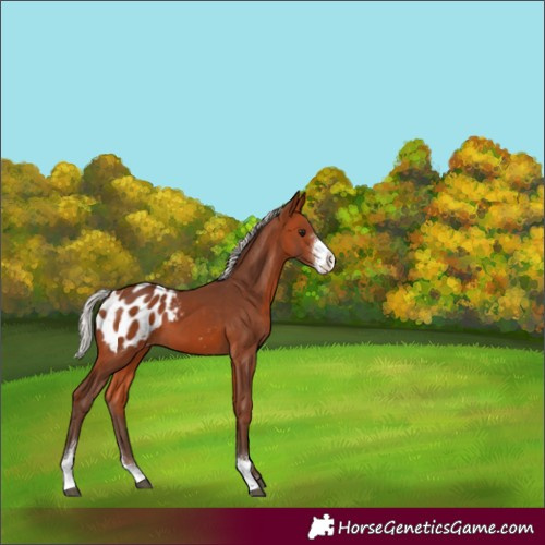 Horse Color:Silver Bay Sabino Appaloosa 