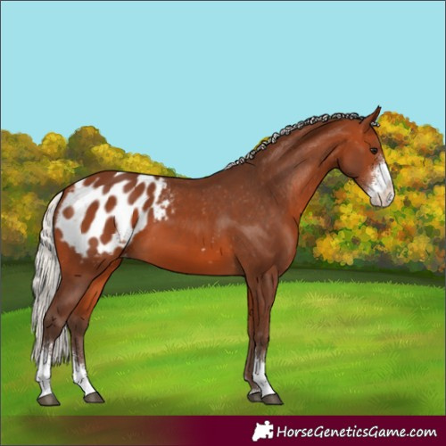 Horse Color:Silver Bay Sabino Appaloosa