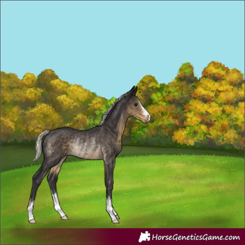 Horse Color:Silver Smoky Black Rabicano 