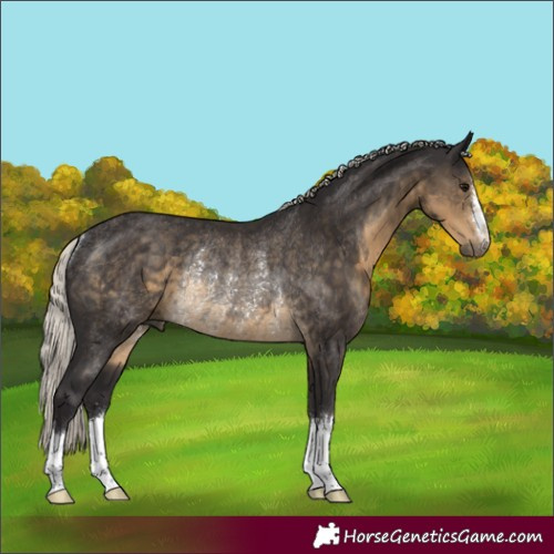 Horse Color:Silver Smoky Black Rabicano