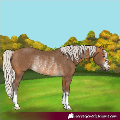 Horse Color:Silver Buckskin Rabicano