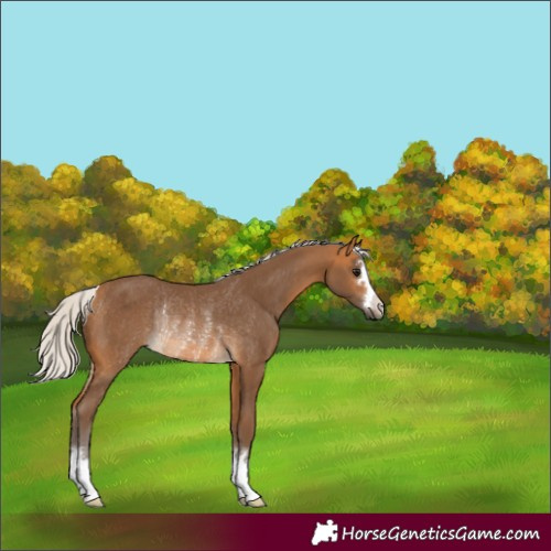 Horse Color:Silver Buckskin Rabicano