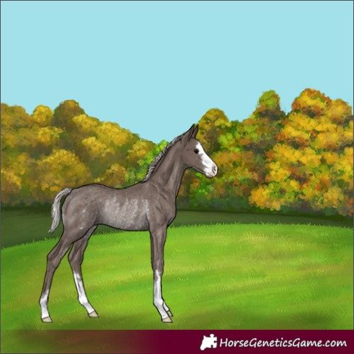 Horse Color:Silver Black Rabicano