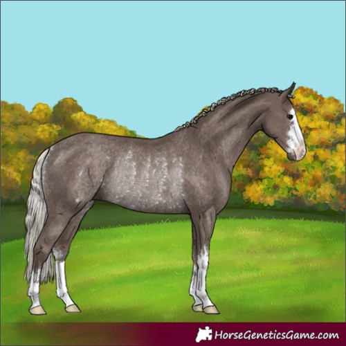 Horse Color:Silver Black Rabicano