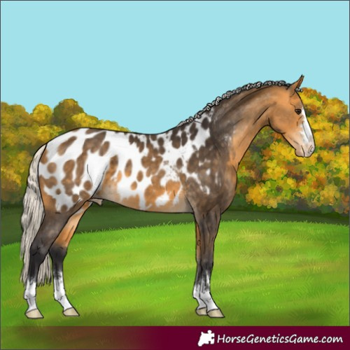 Horse Color:Silver Buckskin Blanket