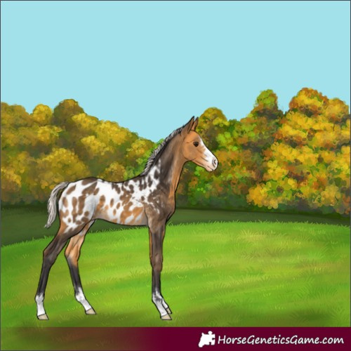 Horse Color:Silver Buckskin Appaloosa