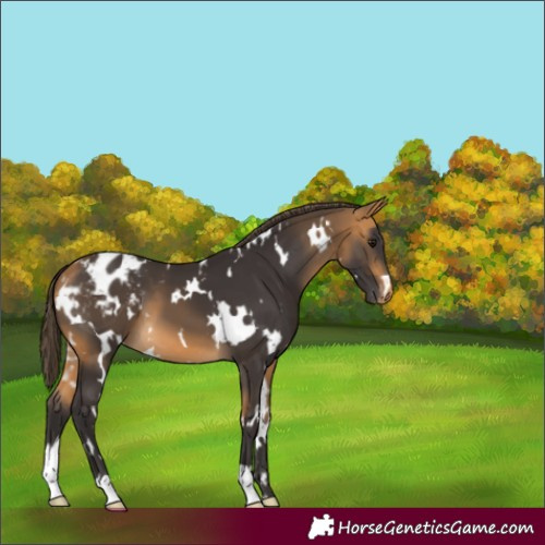 Horse Color:White Spotted Buckskin Appaloosa 