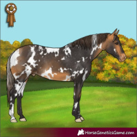 Horse Color:White Spotted Buckskin Varnish 