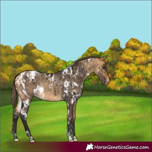 Horse Color:White Spotted Buckskin Appaloosa and White Spotted Buckskin Dun Appaloosa