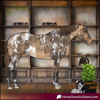Horse Color:White Spotted Buckskin Appaloosa and White Spotted Buckskin Dun Appaloosa