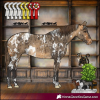 Horse Color:White Spotted Buckskin Varnish and White Spotted Buckskin Dun Varnish