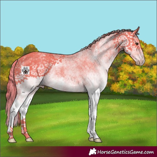 Horse Color:Watercolor White Spotted Liver Chestnut Rabicano