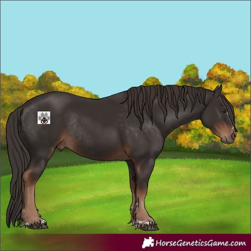Horse Color:Liver Chestnut Rabicano