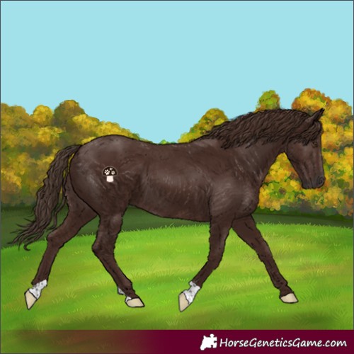 Horse Color:Liver Chestnut
