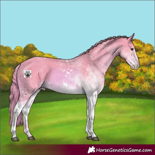 Horse Color:Watercolor White Spotted Chestnut 