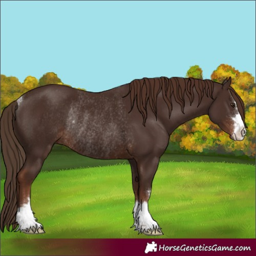 Horse Color:Liver Chestnut Rabicano
