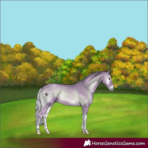 Horse Color:Watercolor Palomino Onyx 
