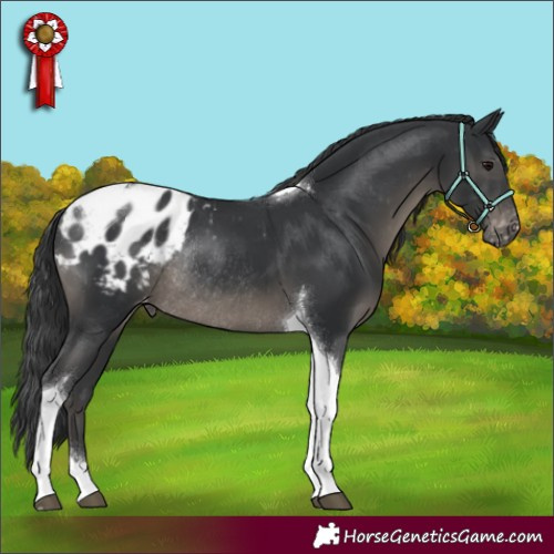 Horse Color:Black Tobiano Blanket Rabicano 