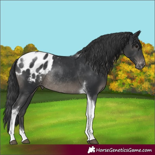 Horse Color:Black Tobiano Appaloosa Rabicano 