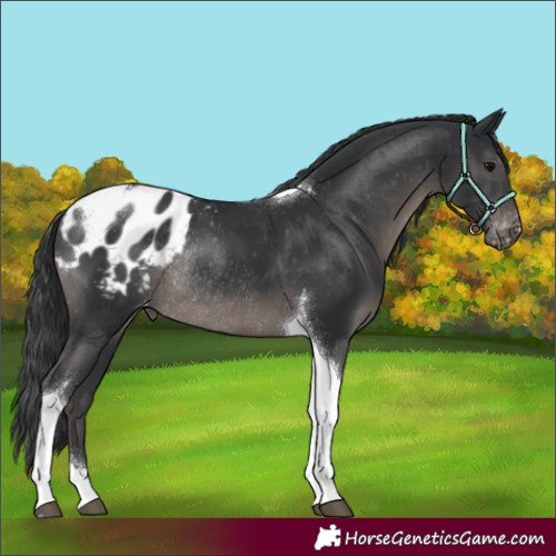 Horse Color:Black Tobiano Appaloosa Rabicano