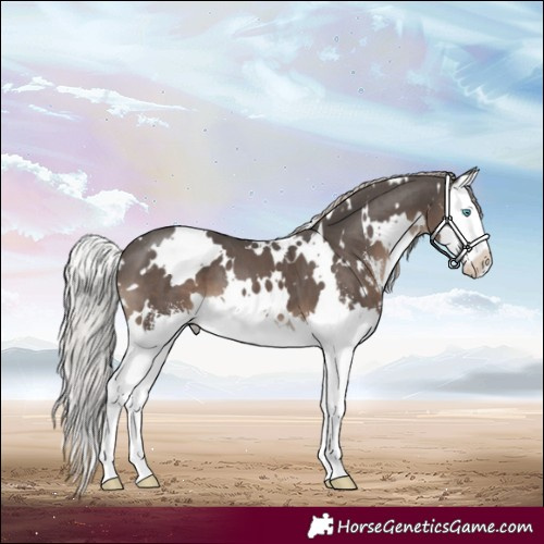 Horse Color:White Spotted Silver Black Sabino Splash Appaloosa 