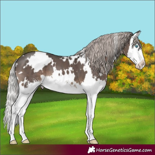 Horse Color:White Spotted Silver Black Sabino Splash Appaloosa 