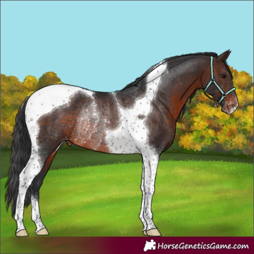 Horse Color:Brown Tobiano Appaloosa Rabicano 